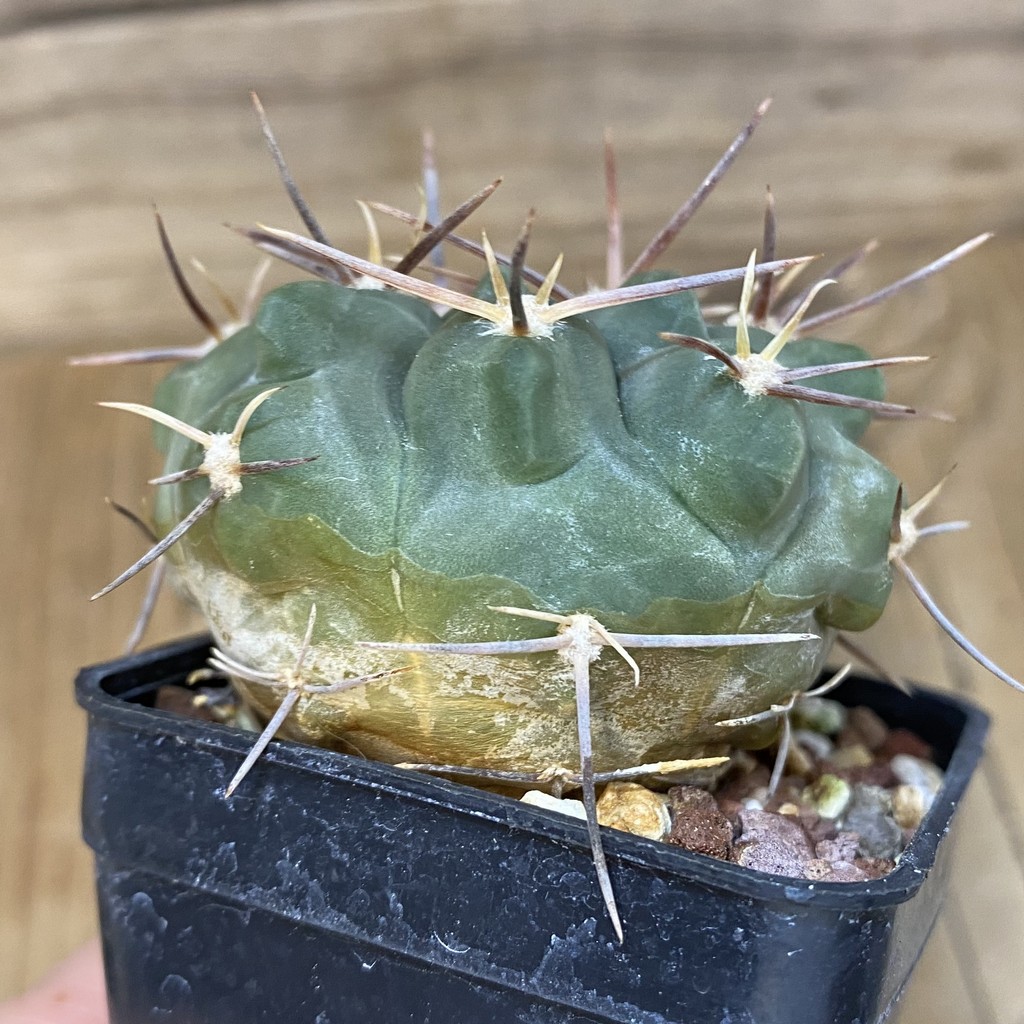 DP27621 Gymnocalycium intertextum - Image 2