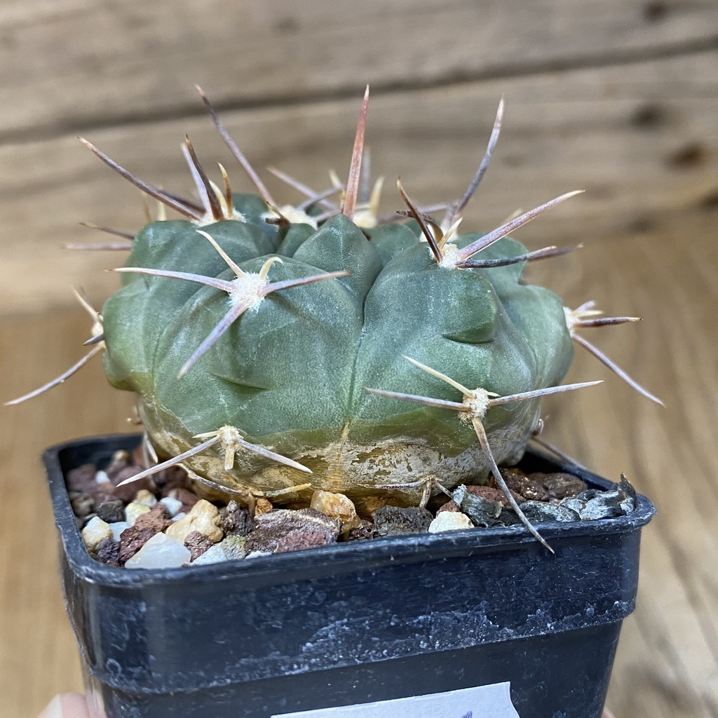 DP27621 Gymnocalycium intertextum - Image 3
