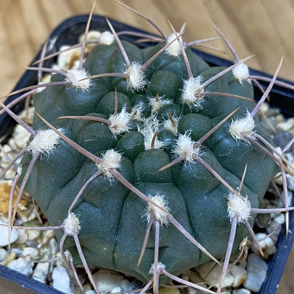 DP27622 Gymnocalycium moserianum S of. Cortaderas
