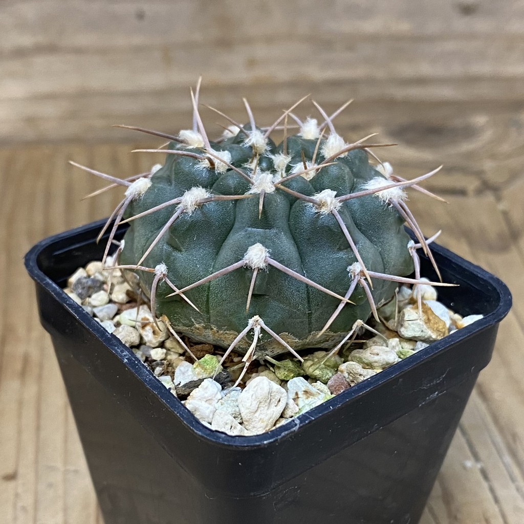 DP27622 Gymnocalycium moserianum S of. Cortaderas - Image 2