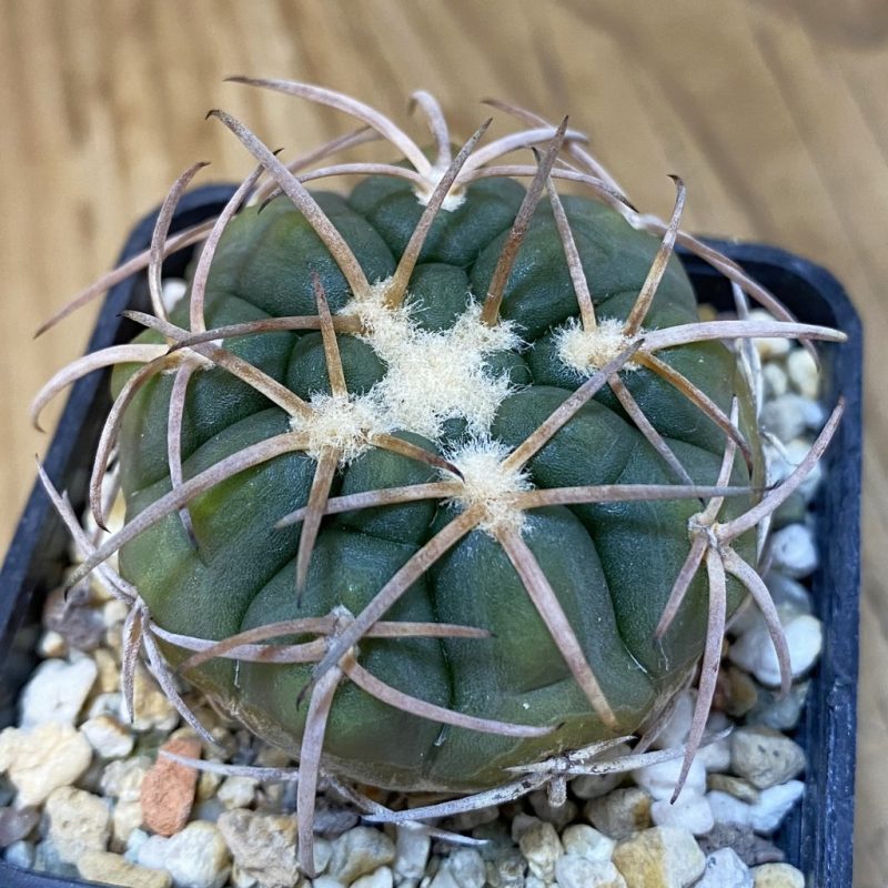 DP27623 Gymnocalycium spegazzinii v. punillense JPR 170/524