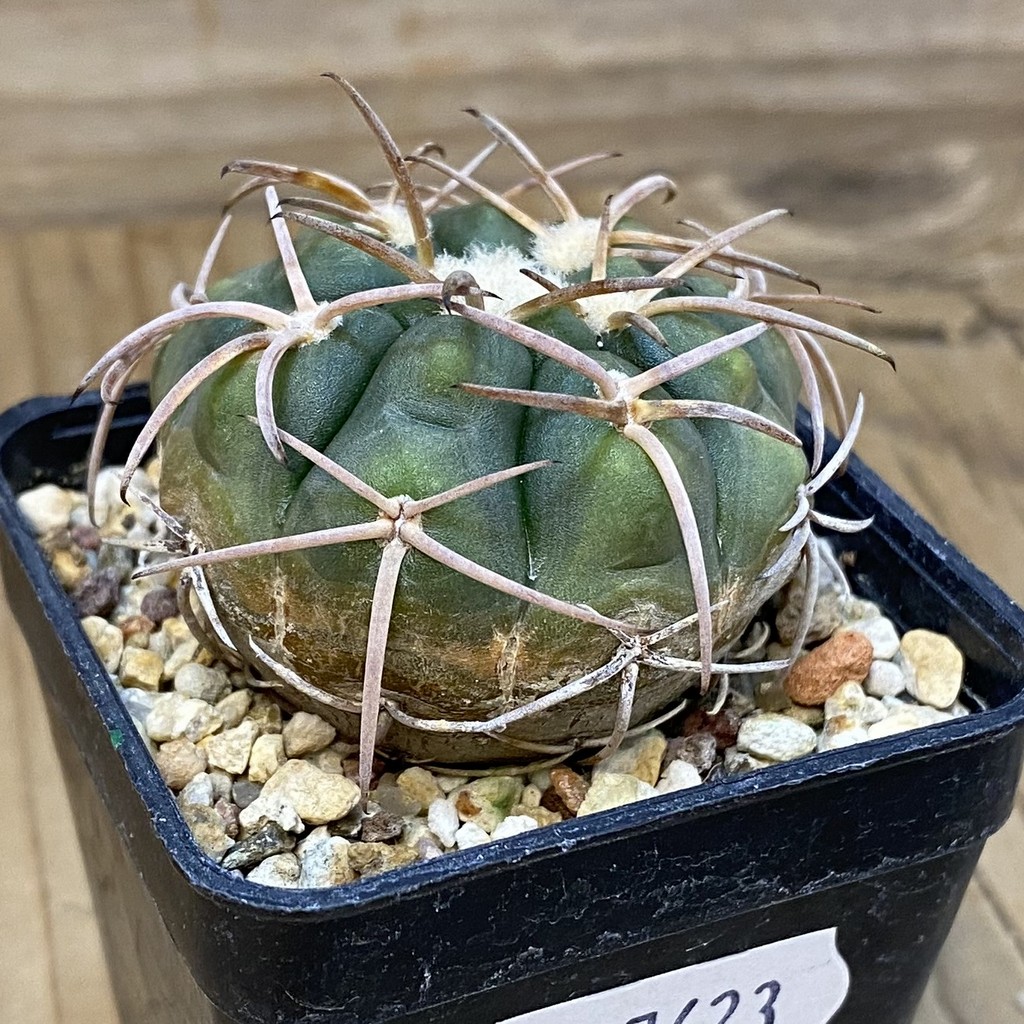 DP27623 Gymnocalycium spegazzinii v. punillense JPR 170/524 - Image 2