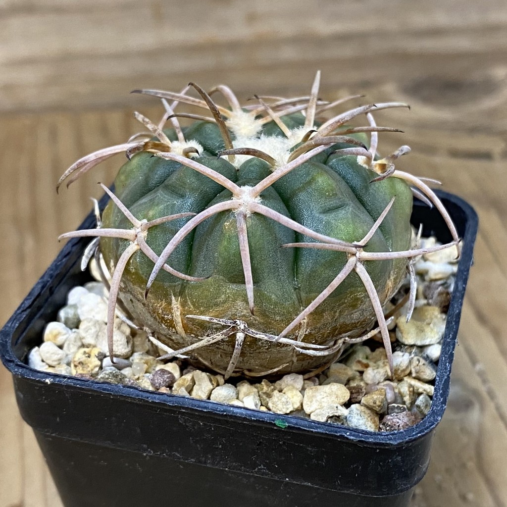 DP27623 Gymnocalycium spegazzinii v. punillense JPR 170/524 - Image 3