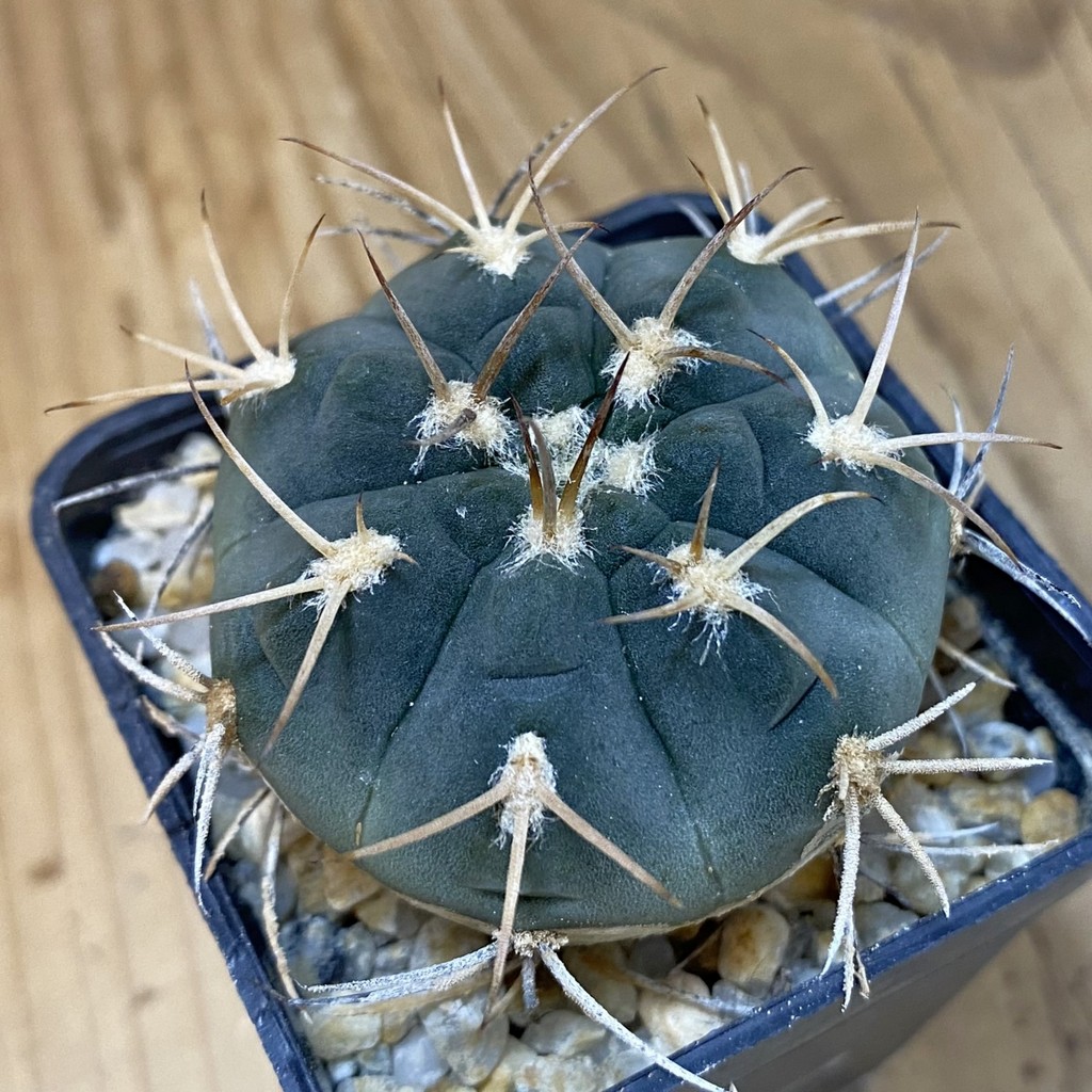 DP27624 Gymnocalycium acinacispinum F4