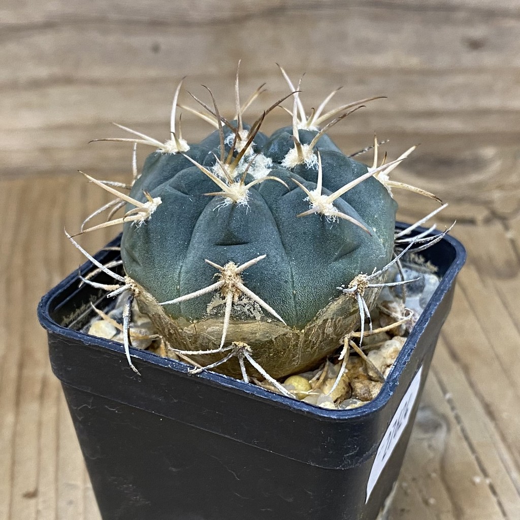 DP27624 Gymnocalycium acinacispinum F4 - Image 2