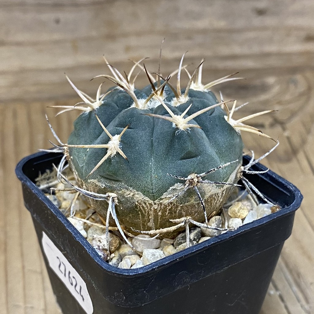 DP27624 Gymnocalycium acinacispinum F4 - Image 3