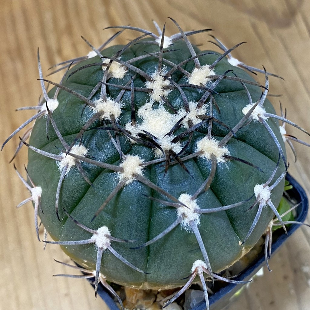 DP27625 Gymnocalycium spegazzinii LB 4731