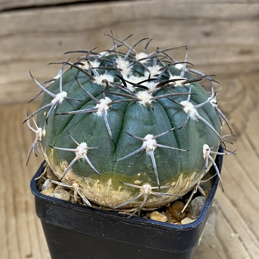 DP27625 Gymnocalycium spegazzinii LB 4731 - Image 2