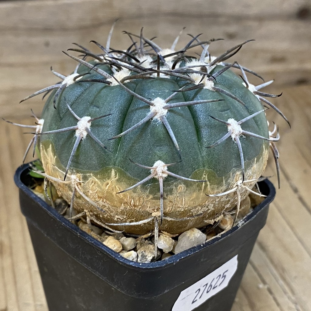 DP27625 Gymnocalycium spegazzinii LB 4731 - Image 3