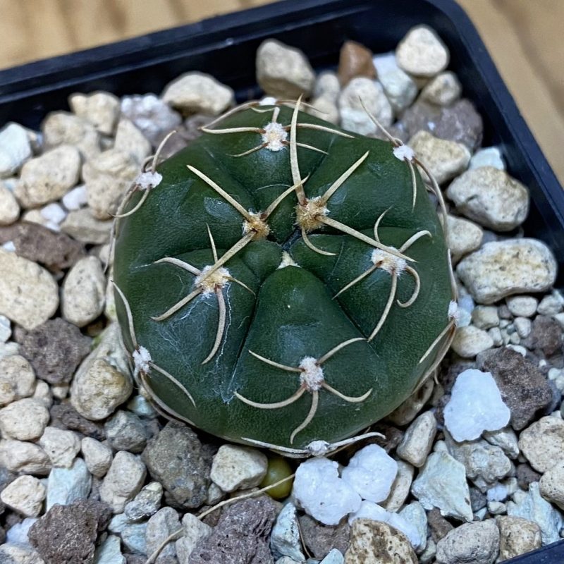 DP27626 Gymnocalycium uruguayense v. roseiflorum VG 458