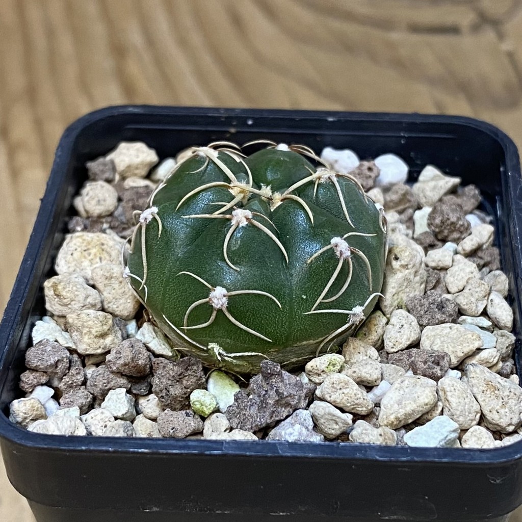 DP27626 Gymnocalycium uruguayense v. roseiflorum VG 458 - Image 2