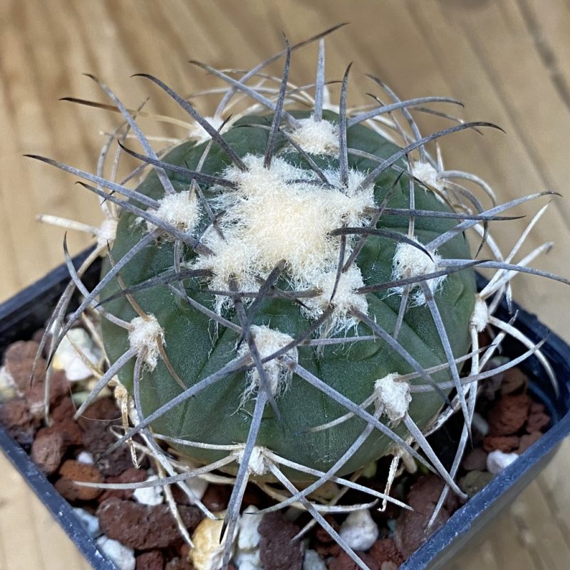 DP27627 Gymnocalycium spegazzinii