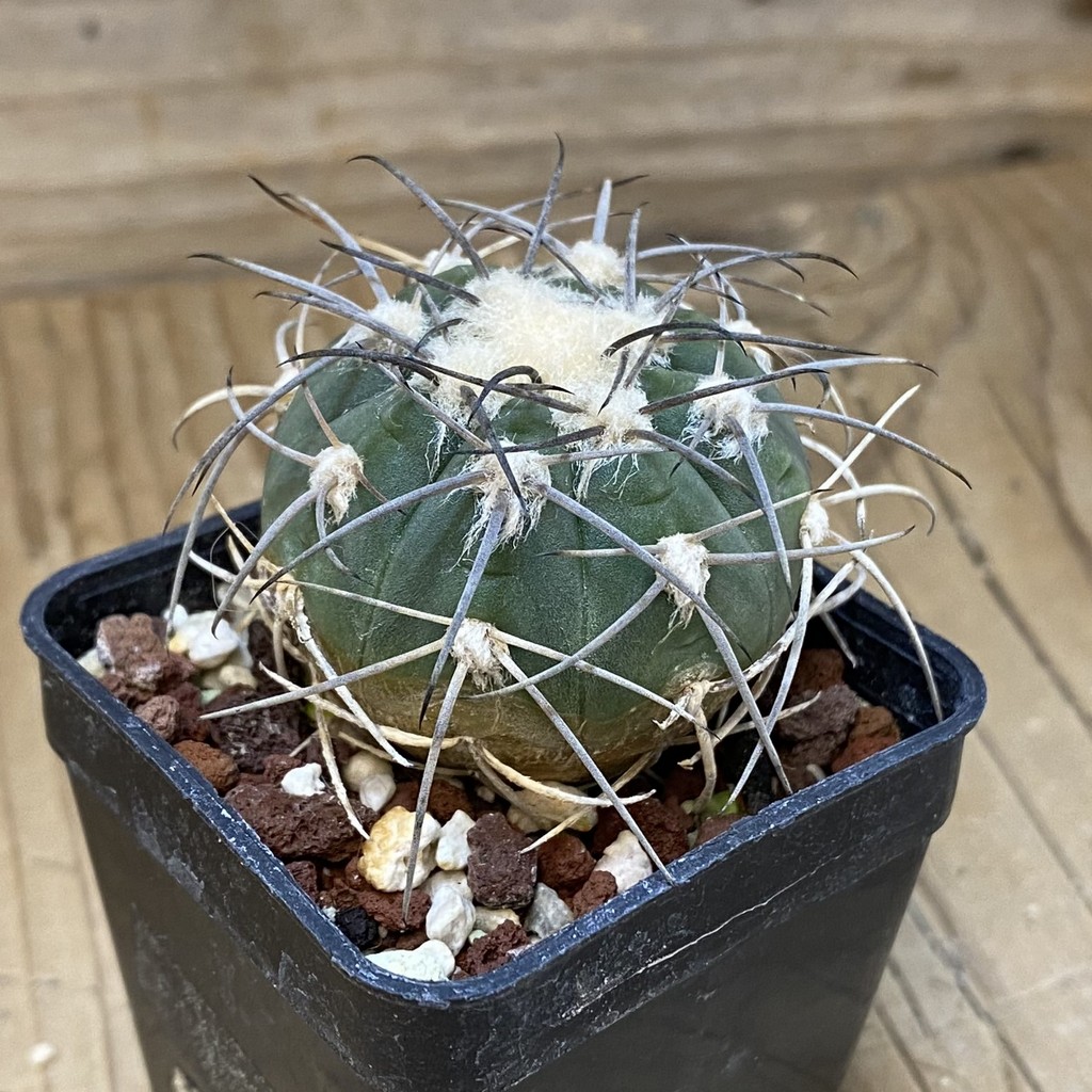 DP27627 Gymnocalycium spegazzinii - Image 2