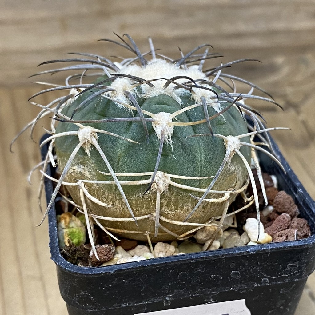 DP27627 Gymnocalycium spegazzinii - Image 3