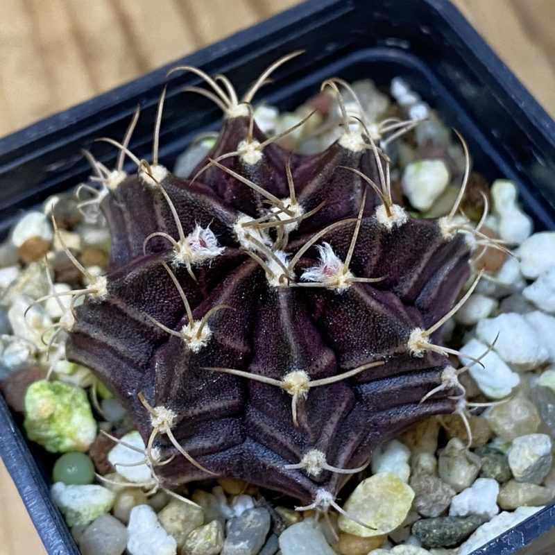 DP27628 Gymnocalycium mihanovichii ‘Black Widow’ hybrid