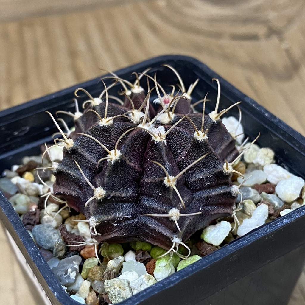 DP27628 Gymnocalycium mihanovichii ‘Black Widow’ hybrid - Image 2