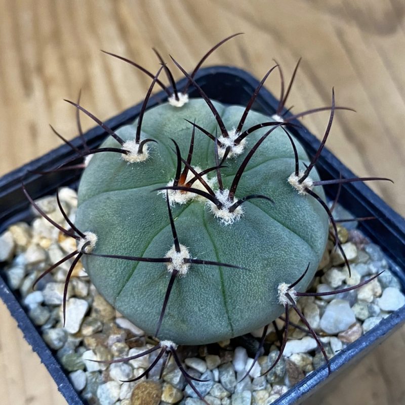 DP27629 Gymnocalycium cabreraense VOS 2122