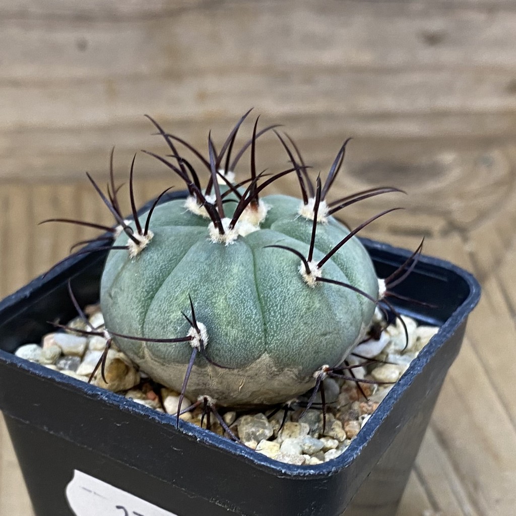 DP27629 Gymnocalycium cabreraense VOS 2122 - Image 2