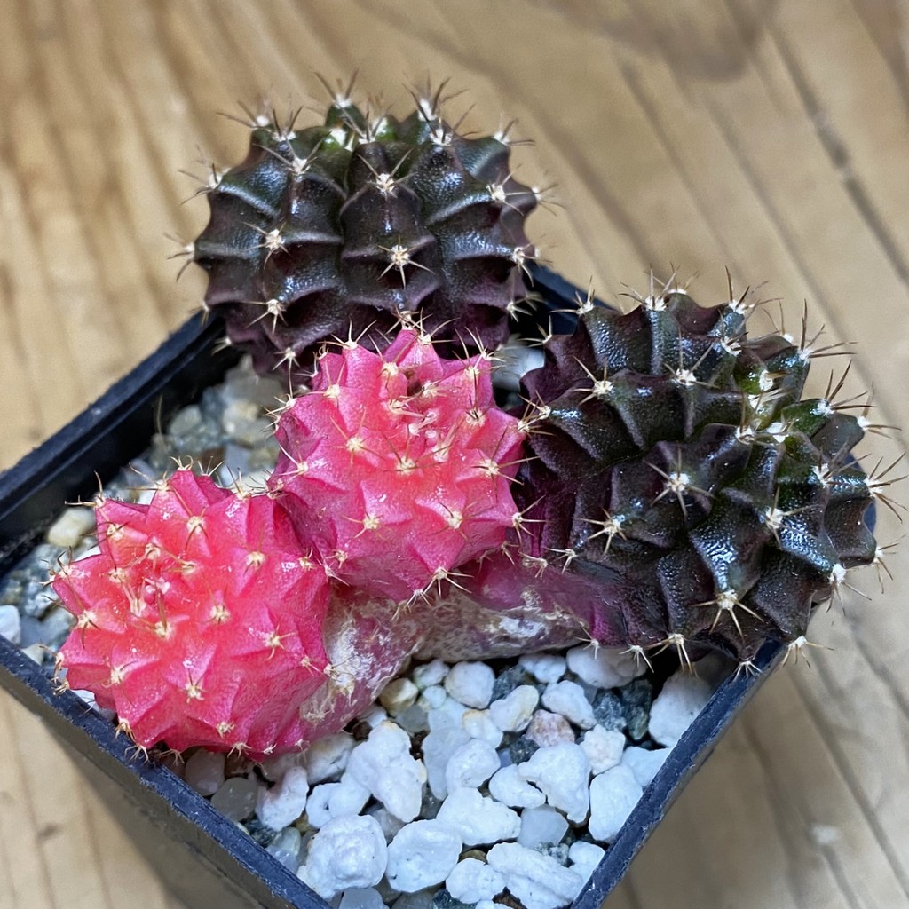 DP27630 Gymnocalycium mihanovichii f. variegata