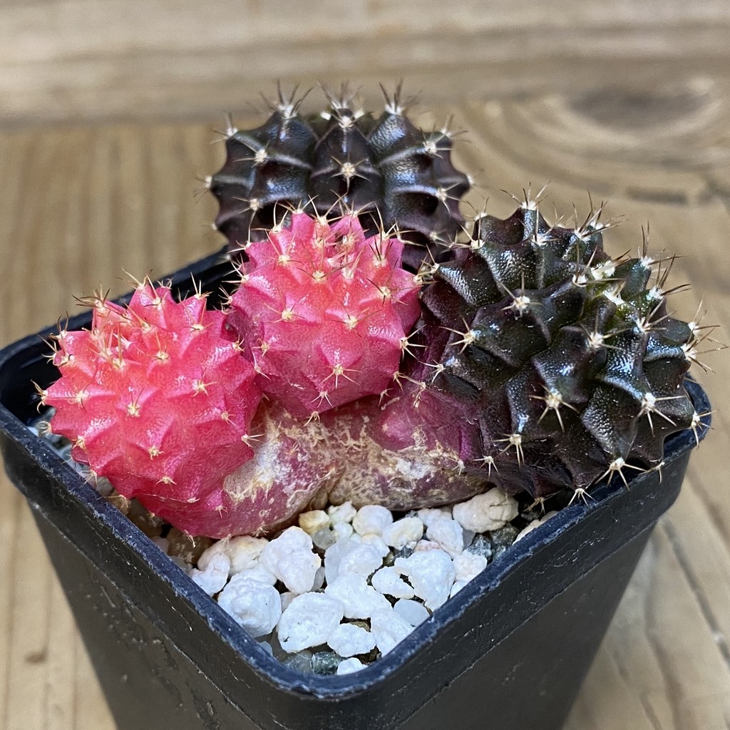 DP27630 Gymnocalycium mihanovichii f. variegata - Image 3