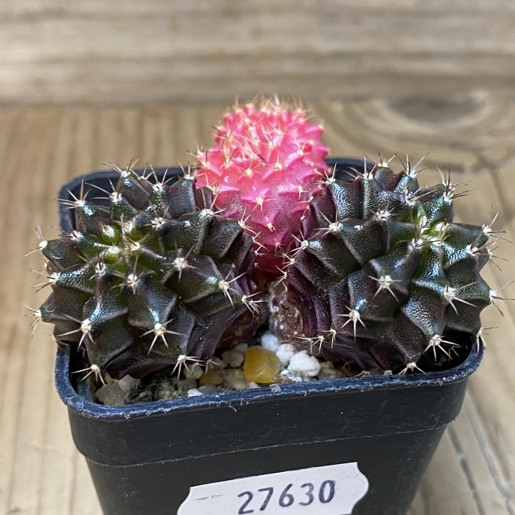 DP27630 Gymnocalycium mihanovichii f. variegata - Image 5