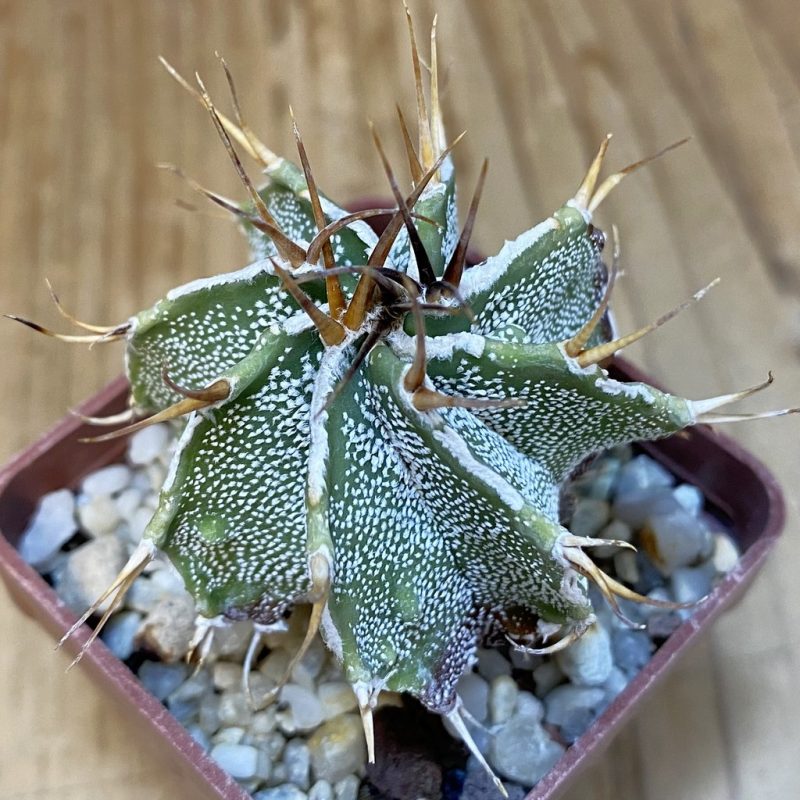 DP27570 Astrophytum ornatum hybrid