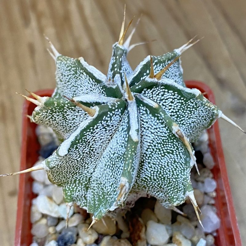 DP27571 Astrophytum ornatum hybrid