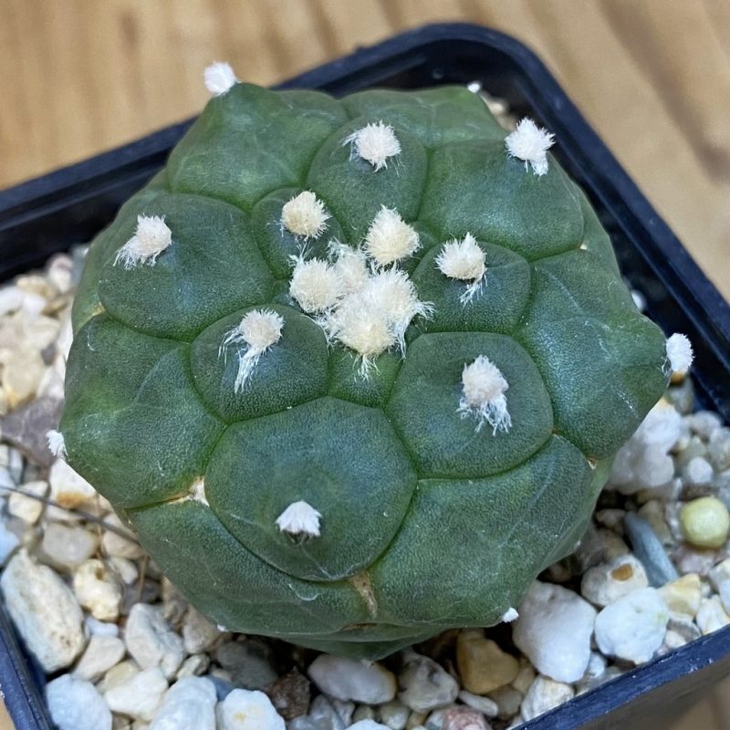 DP27573 Astrophytum asterias 'Kikko'