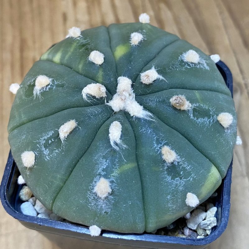 DP27574 Astrophytum asterias f. variegata