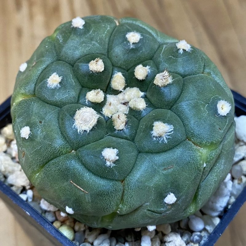 DP27575 Astrophytum asterias ‘Kikko’