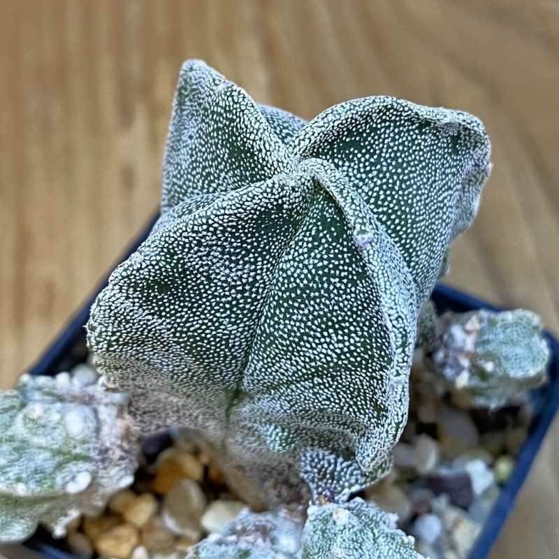 DP27576 Astrophytum myriostigma v. quadricostatum hybrid