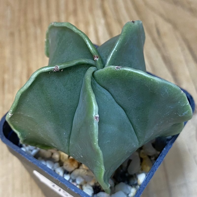 DP27578 Astrophytum myriostigma f. nudum