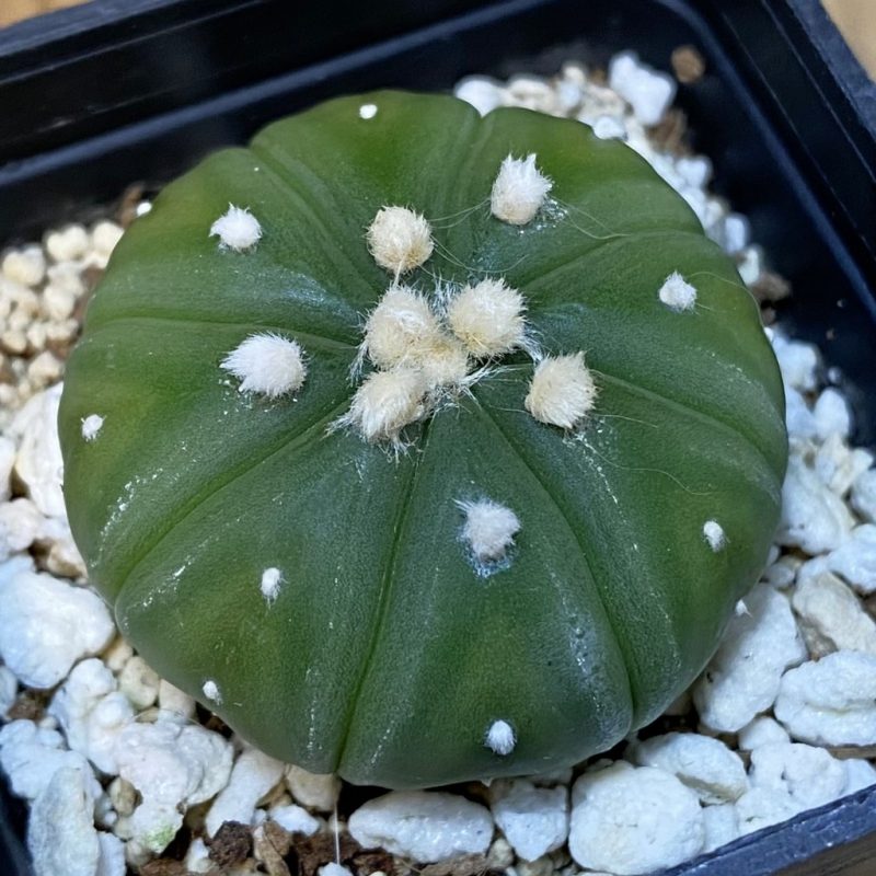 DP27580 Astrophytum asterias f. nudum