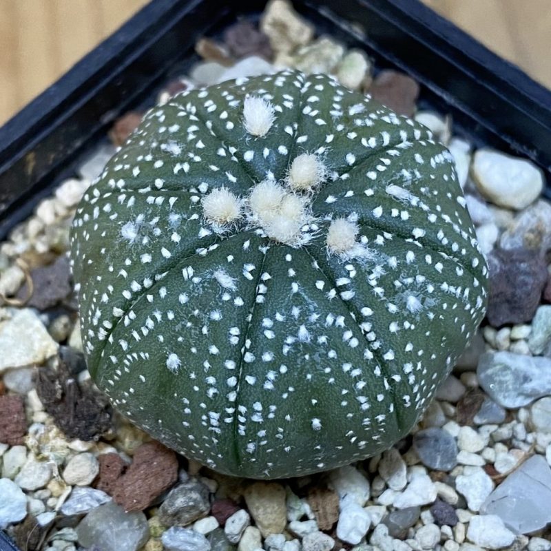 DP27581 Astrophytum asterias ‘Super Kabuto’ hybrid