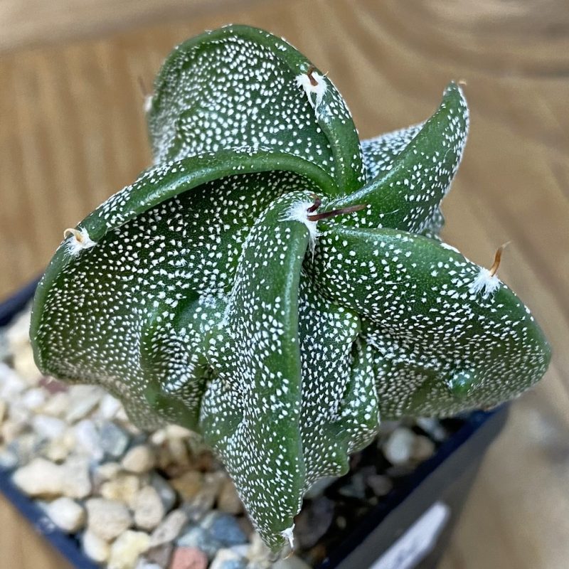 DP27584 Astrophytum myriostigma ‘Fukuryu’