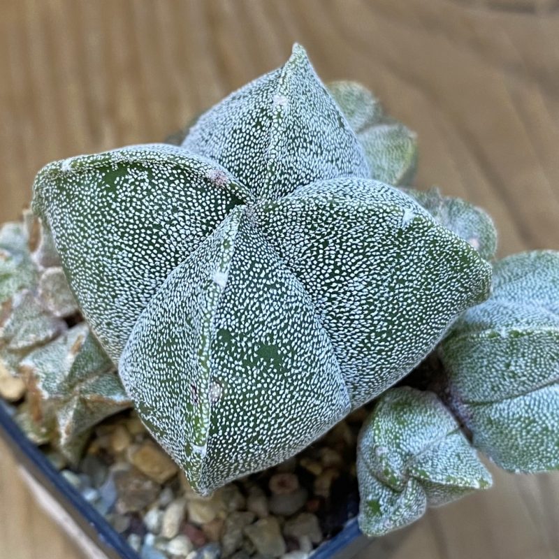 DP27585 Astrophytum myriostigma v. quadricostatum hybrid