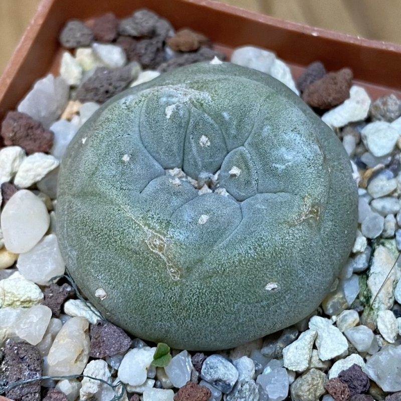 DP27588 Anhalonium williamsii