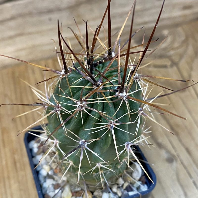 DP27564 Lobivia ferox