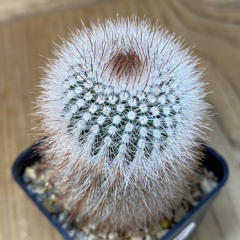 DP27589 Notocactus scopa