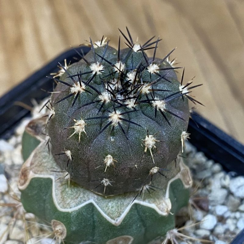 DP27590 Copiapoa calderana PHA 2434, grafted