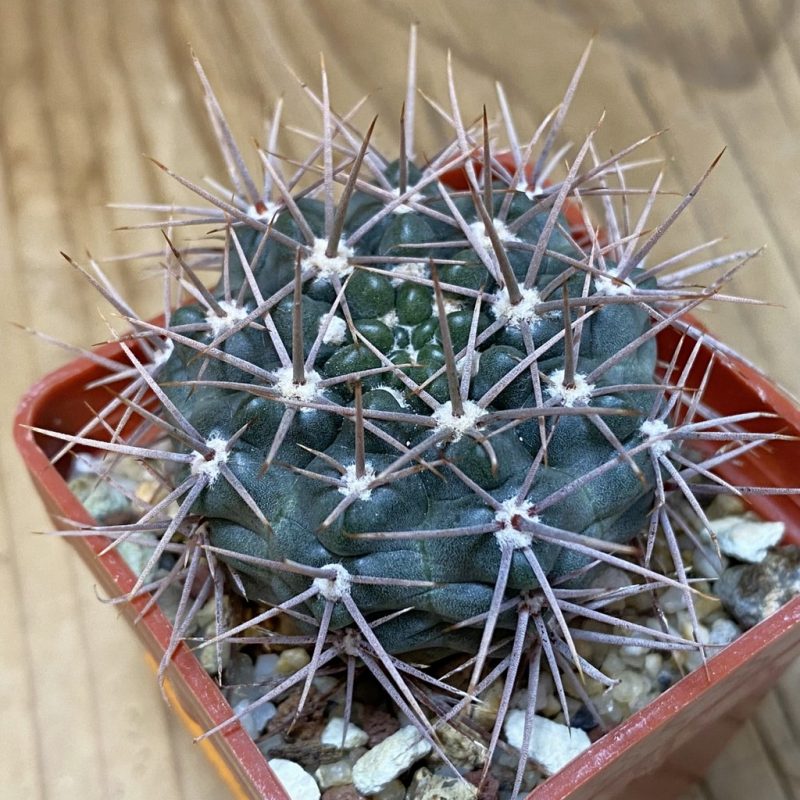SH27781 Gymnocalycium neuhuberi