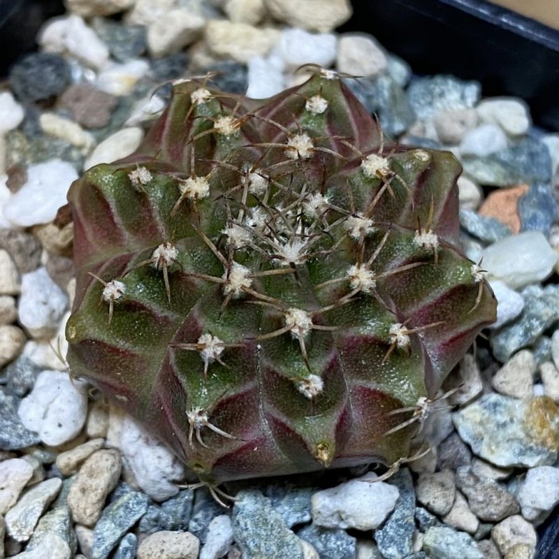 SH27782 Gymnocalycium mihanovichii ‘Neon’ hybrid