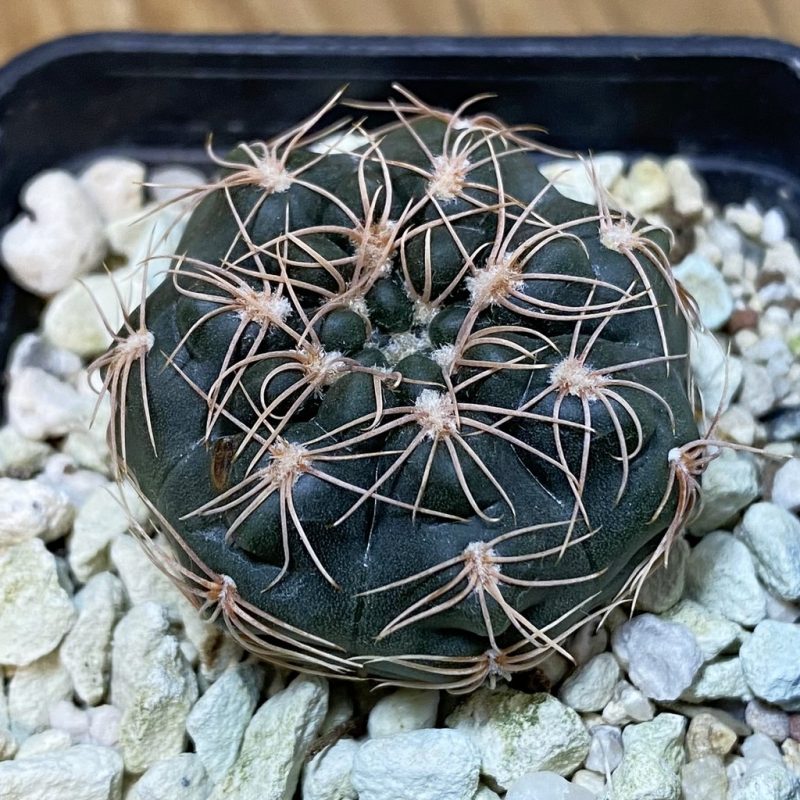 SH27783 Gymnocalycium erinaceum VG 1086