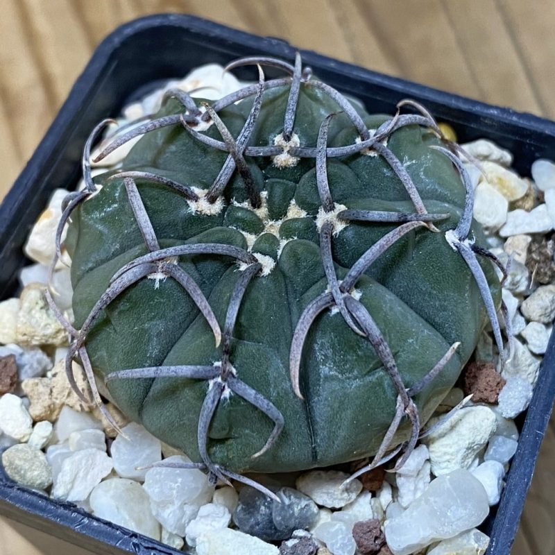 SH27784 Gymnocalycium vatteri -Long spines-