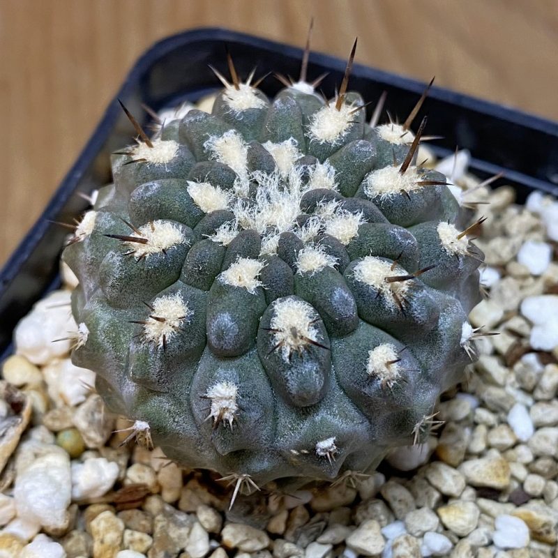 SH27751 Eriosyce deherdtiana