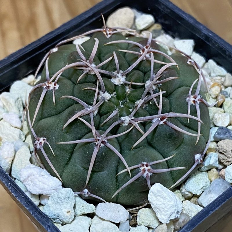 SH27785 Gymnocalycium ochoterenae