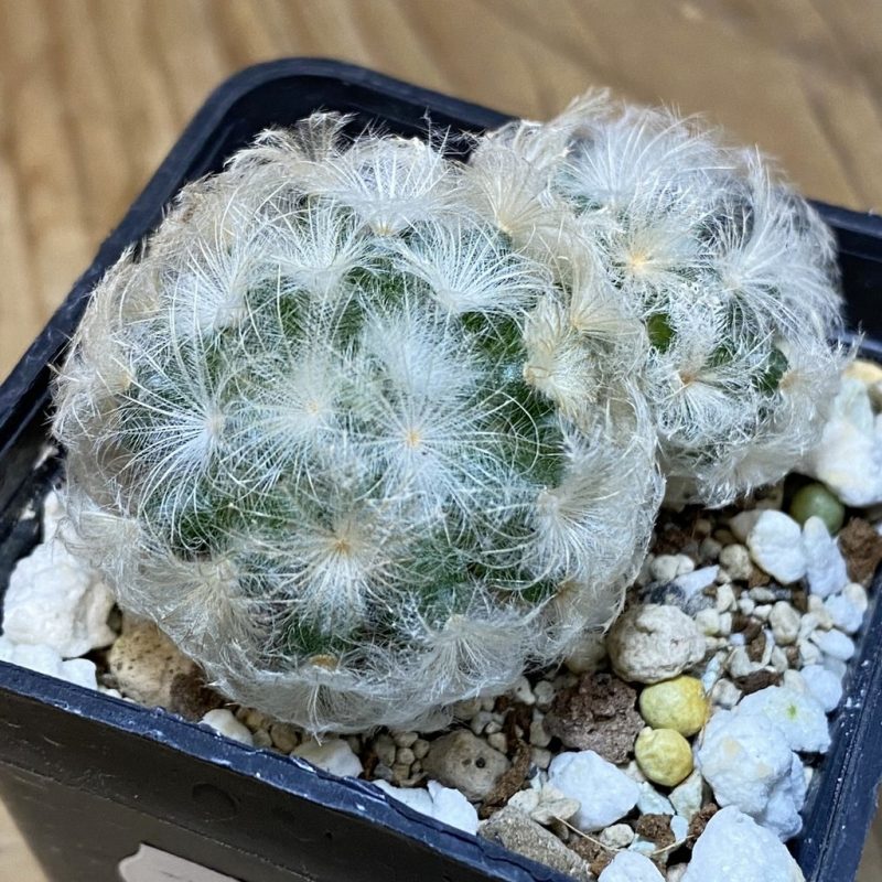 SH27786 Mammillaria plumosa
