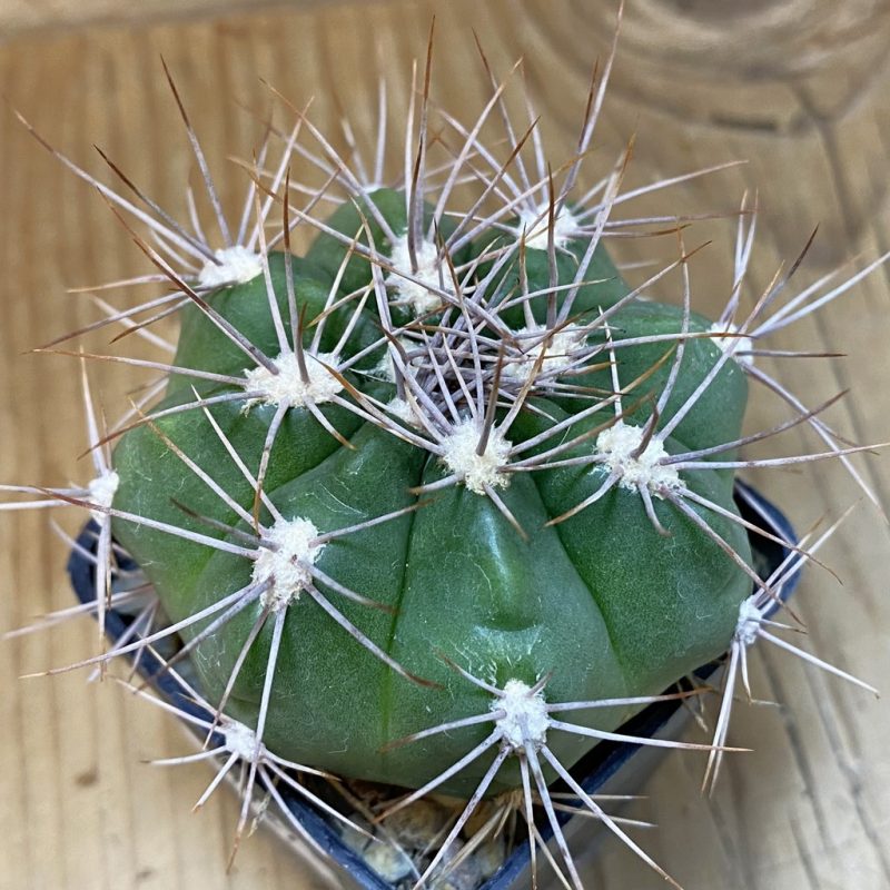 SH27787 Gymnocalycium valnicekianum
