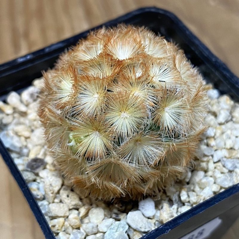SH27788 Mammillaria carmenae 'Buddha'