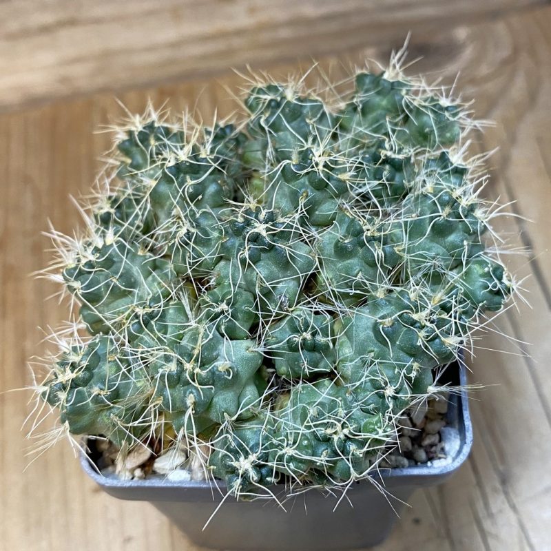 SH21727 Puna subterranea f. incahuasi